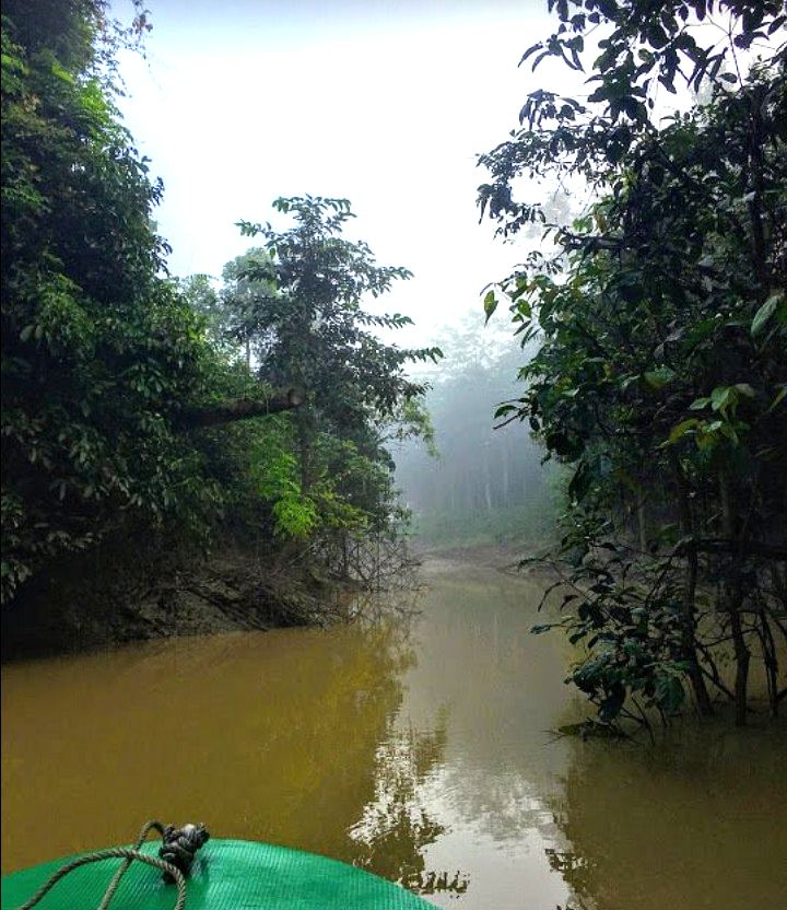 Kinabatangan wildlife