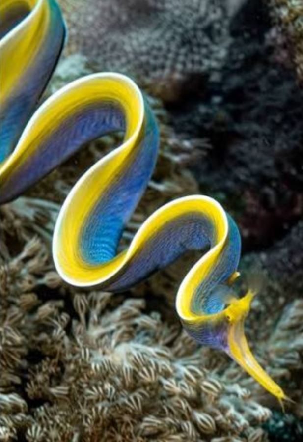 Ribbon eel